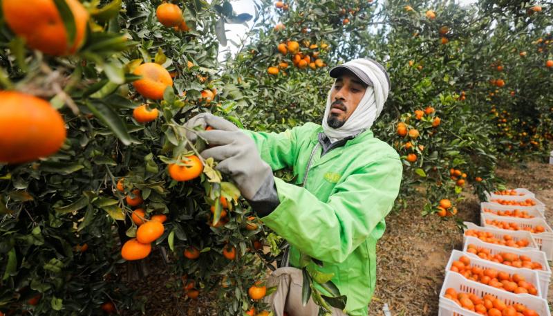 لوائح الاتحاد الأوربي تهوي بصادرات جنوب إفريقيا من البرتقال