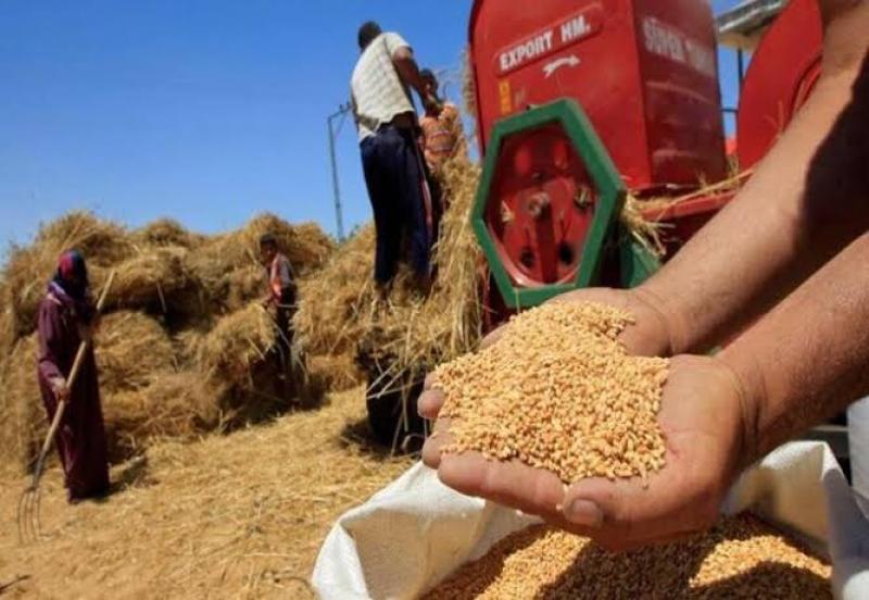 برنامج الأغذية العالمي: طفرة في إنتاج القمح بمصر العام الجاري