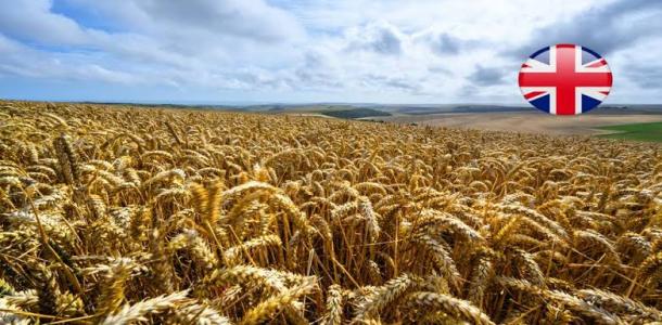 محاصيل القمح الشتوية في المملكة المتحدة تعاني أسوأ حالاتها