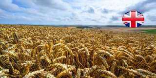 محاصيل القمح الشتوية في المملكة المتحدة تعاني أسوأ حالاتها