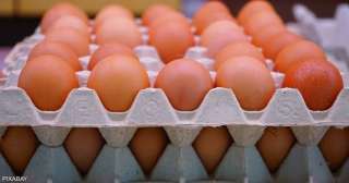 ثبات سعر طبق البيض فى المزارع والمحلات اليوم الإثنين 13 - 5 - 2024