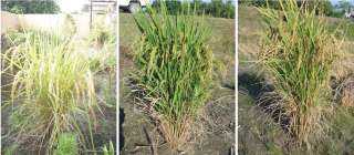 نجاح زراعة الأرز خلال 60 يوماً بالتكاثر التكنولوجي.. تعرف على التفاصيل