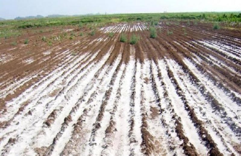 7 استراتيجيات علمية لخفض ملوحة التربة الزراعية.. تعرف عليها