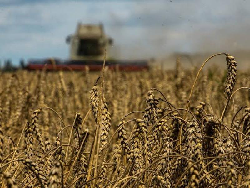 وزير الزراعة: مصر من أكبر دول العالم في انتاج القمح الربيعى