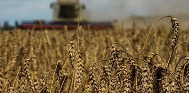 وزير الزراعة: مصر من أكبر دول العالم في انتاج القمح الربيعى