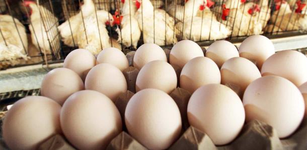 ثبات سعر كرتونة البيض فى المزارع والمحلات اليوم الأربعاء 15 - 5 - 2024