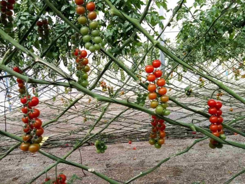 أسعار الطماطم في جنوب إفريقيا تتجاوز الضعف مقارنة بالعام الماضي