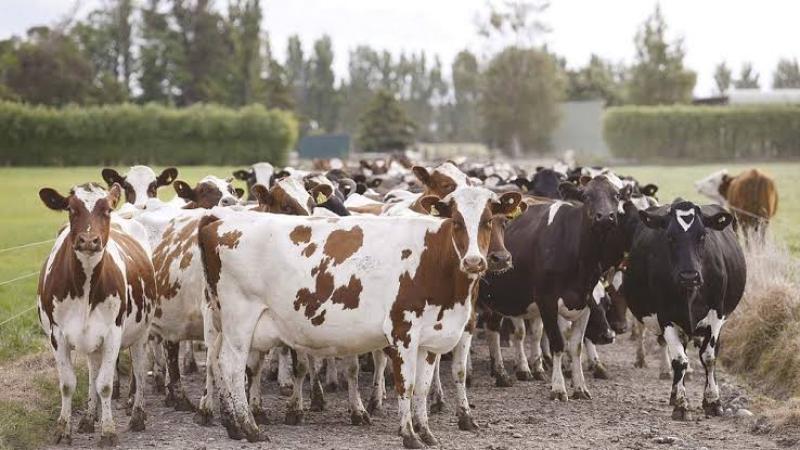 المملكة المتحدة تستعد لحظر صادرات الماشية