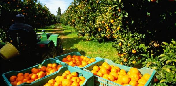 محصول البرتقال في البرازيل يتعرض لكارثة لأول مرة منذ 36 عاما