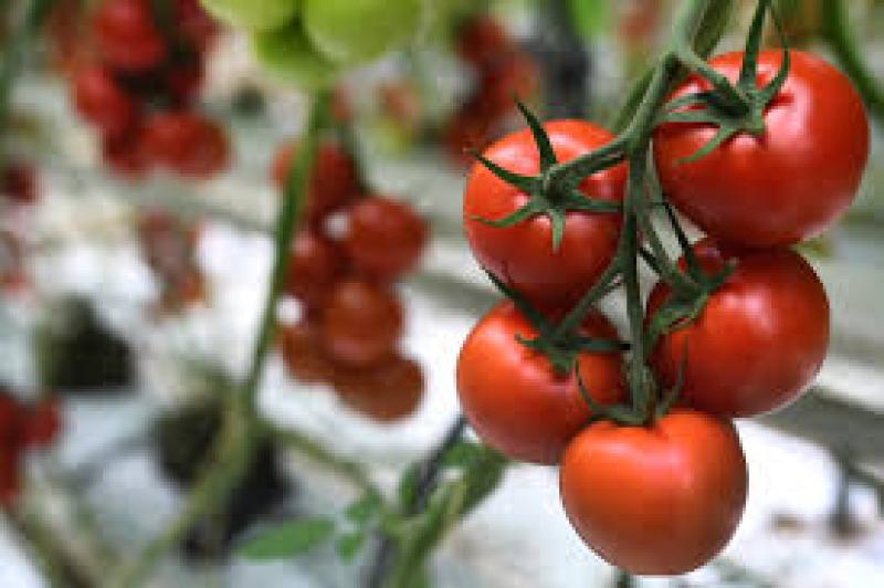 ارتفاع قياسي لصادرات المغرب من الطماطم ضمن أكبر الموردين عالميًا
