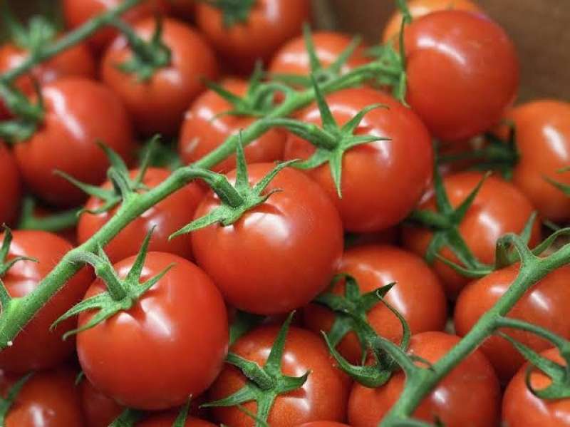 أسعار الطماطم في فيتنام تتجاوز أسعار الدواجن