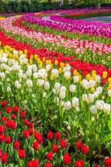 «الزراعة» تعلن فتح معرض زهور الربيع بالمتحف الزراعي للجمهور بداية من غدا الأحد