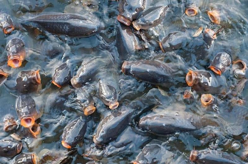 المعامل المركزية للثروة السمكية توضح أسباب انخفاض الأكسجين الذائب في المزارع والحلول