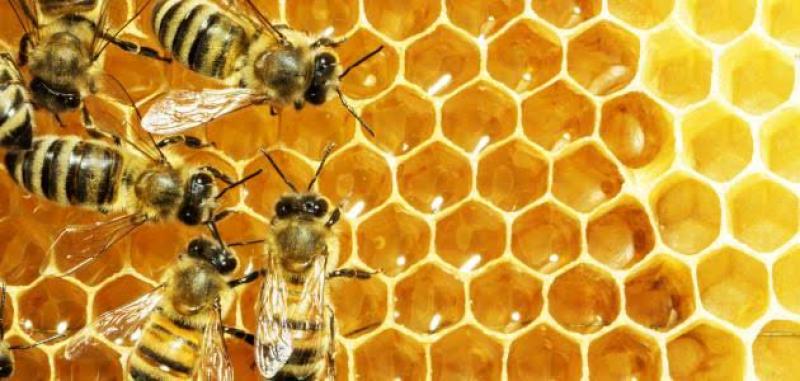 لانقاذ ما تبقى... مطالب بإدارج النحل ضمن المبادرات الرئاسية