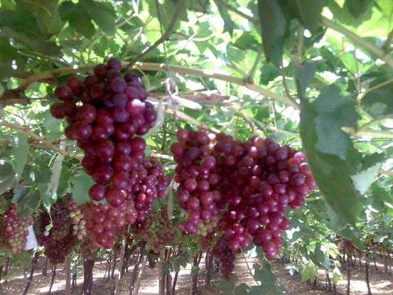 أهم التوصيات الفنية للحفاظ على محصول العنب من ارتفاع الحرارة
