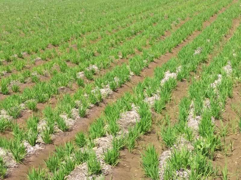 خبير زراعي يوضح تأثير تغيرات المناخ والحرارة العالية علي محصول الأرز