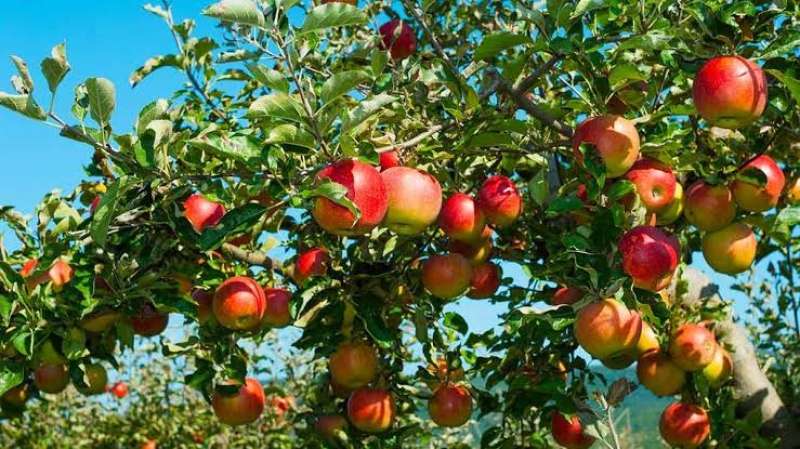 انتعاش زراعة التفاح في نيوزلندا