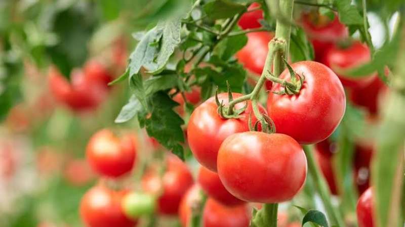 ارتفاع صادرات المغرب من طماطم الصوب الزراعية في عام 2024