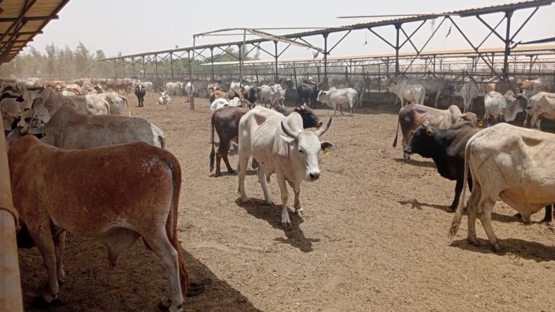 التموين تطرح 20 ألف رأس ماشية بالمجمعات الإستهلاكية خلال عيد الأضحى