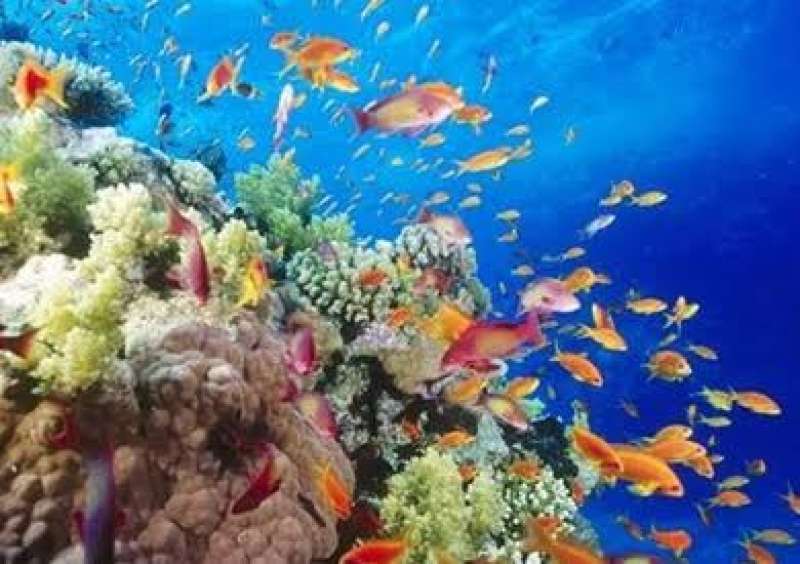التهديدات البيئية التي تواجه البحر الأحمر