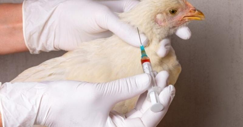 انتشار أنفلونزا الطيور.. ولاية أيوا الأمريكية تعدم 4.2 مليون دجاجة