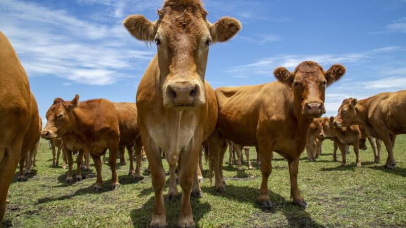 الصين ترفع الحظر عن مصدري لحوم البقر الأسترالية