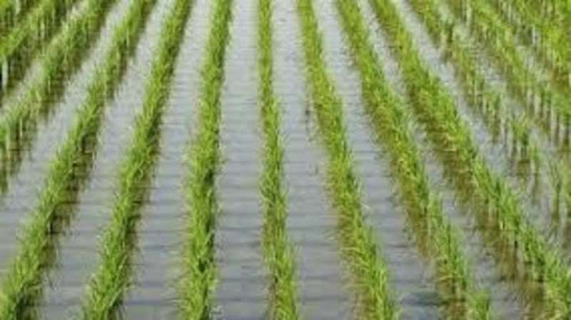 وقاية النباتات توضح طرق مكافحة الديدان الدموية في مشاتل الأرز