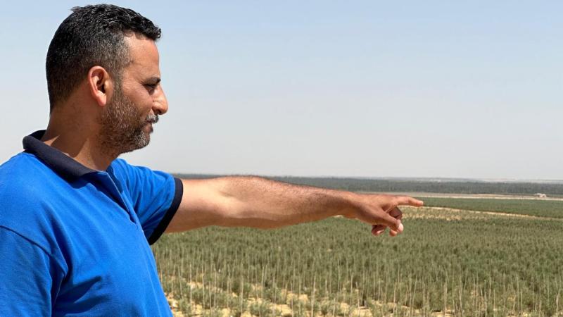 توسع مصري في زراعة زيتون الزيت - عالي الكثافة (عدسة: "الأرض")