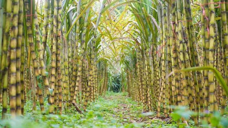 أهم التوصيات الفنية لمقاومة الدودة الكبيرة على محصول قصب السكر