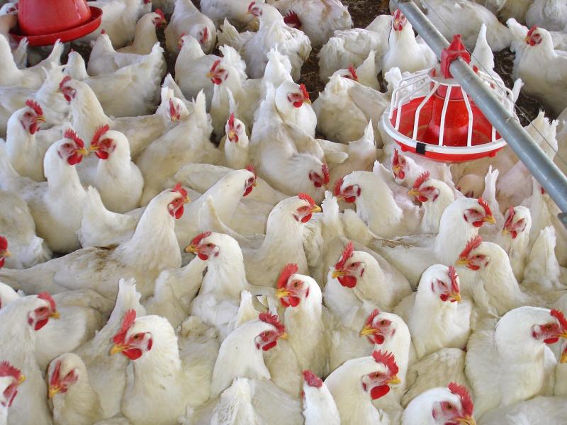 شعبة الدواجن تكشف سبب ارتفاع سعر اللحوم البيضاء