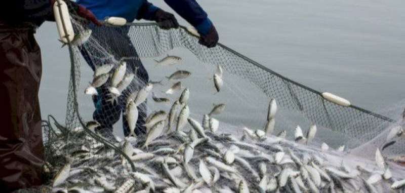 تنمية البحيرات تحذر من الصيد الجائر للأسماك.. يهدد النظم البيئية والإنسان