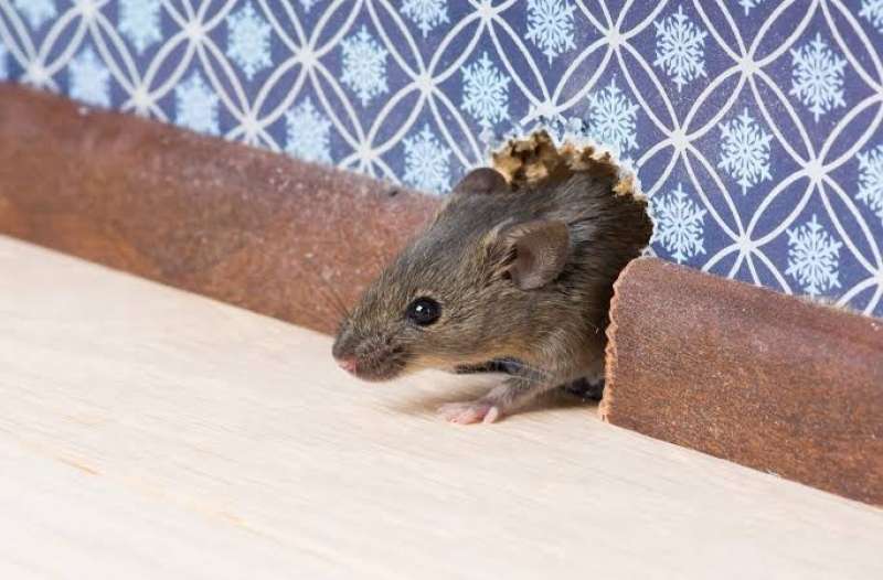 علامات تؤكد وجود الفئران في منزلك
