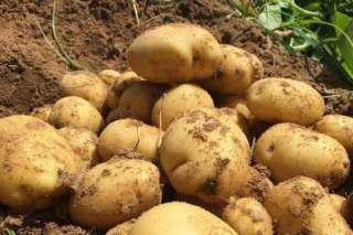 انخفاض صادرات مصر يرفع أسعار البطاطس في روسيا