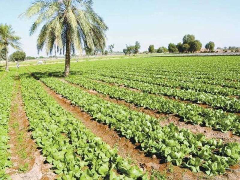 الزراعة تصدر توصيات التعامل مع الموجات الحارة
