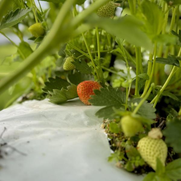 أفضل مزرعة فراولة في المملكة المتحدة.. ما قصتها ؟