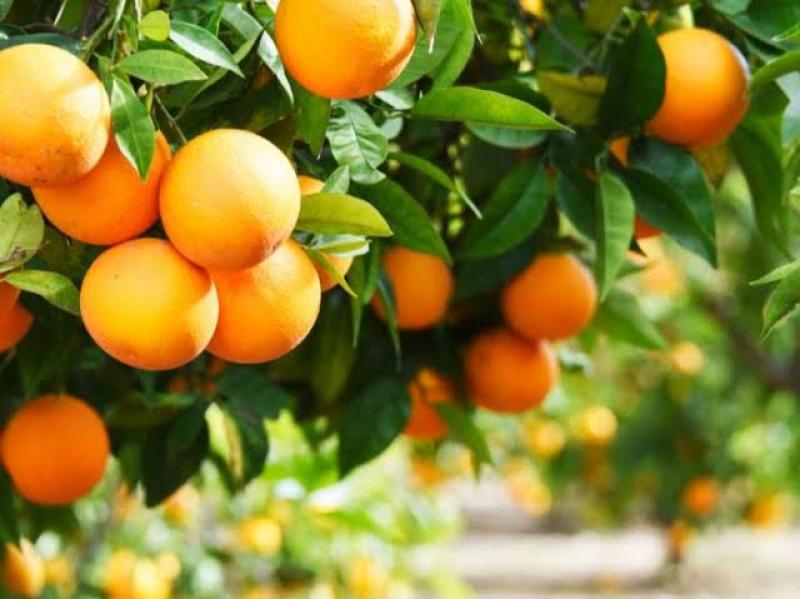 الأردن تحدد شروط إستيراد البرتقال من مصر.. تفاصيل