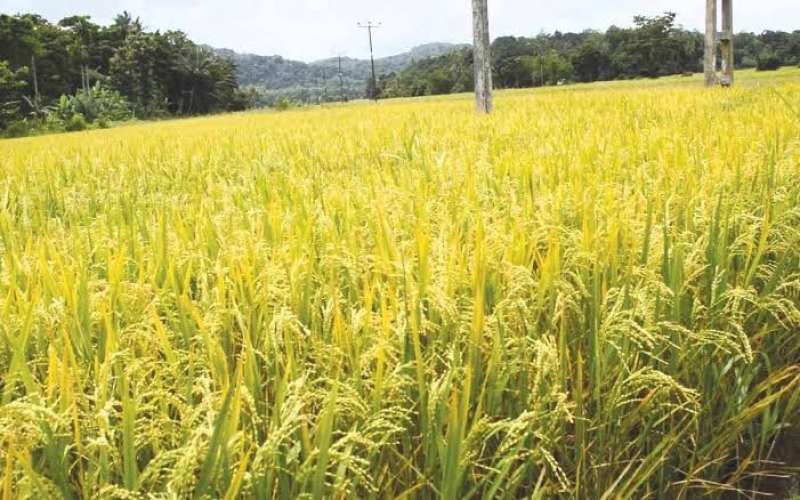 علاقة التسميد الفوسفاتي بمشكلة الريم في الأرز ونصائح للتخلص منها