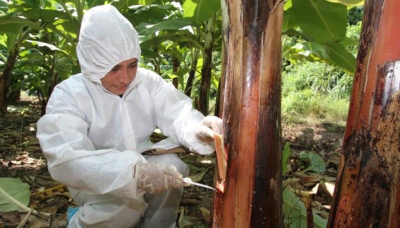 بيرو تكافح أمراض الموز