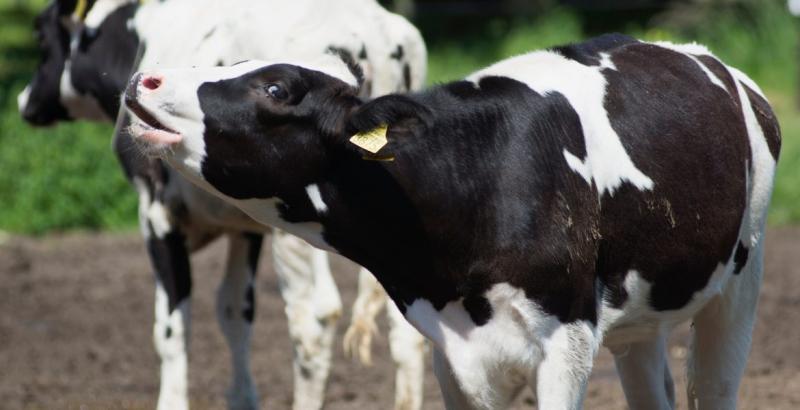 نيوزيلندا تلغي ضريبة تجشؤ الأبقار