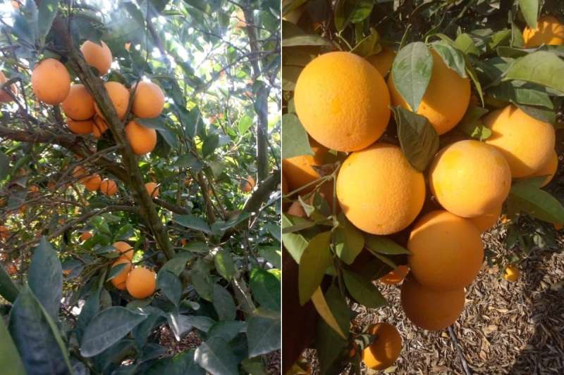 منتجو البرتقال المصري يخزنون الفاكهة على الأشجار