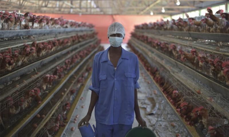 جنوب إفريقيا تكثف مراقبة أنفلونزا الطيور لدى البشر