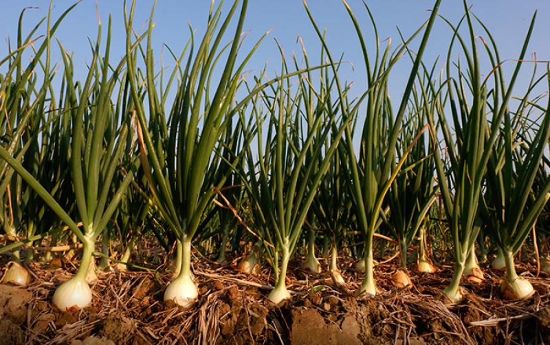 زراعة البصل تواجه تحديات مناخية جديدة.. تعرف على التفاصيل