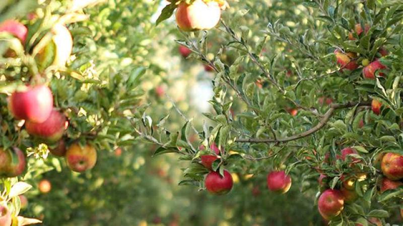 تعرف على التوصيات الفنية قبل حصاد محصول التفاح خلال يونيو