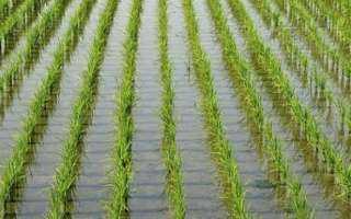 توصيات تزيد قدرة محصول الأرز على مقاومة تغير المناخ