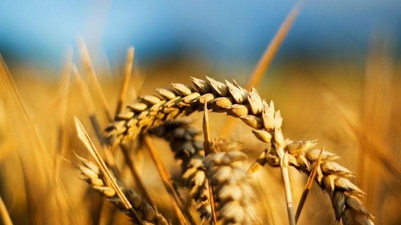 ازدهار زراعة القمح في الأرجنتين باستثناء الشمال