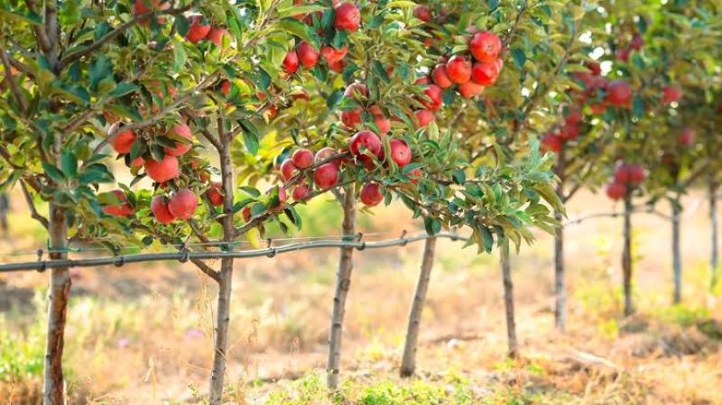 5 خطوات للحفاظ على محصول التفاح من حرارة يونيو