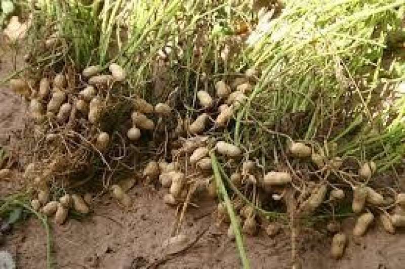 البحوث الزراعية تحذر مزراعي الفول السوداني من الآفات التي تصيب المحصول خلال مراحل نموه
