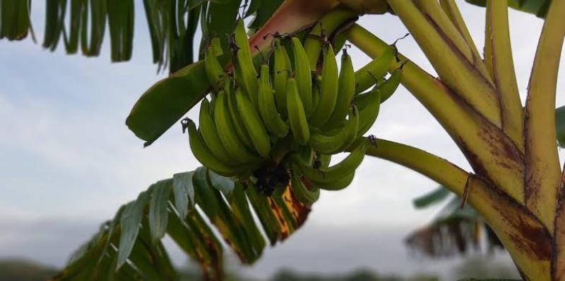 محصول الموز