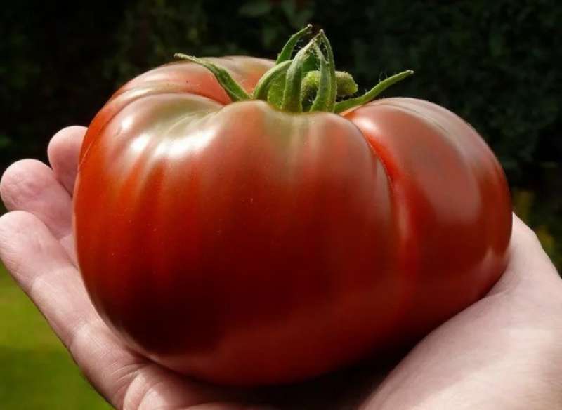 زيادة واردات الطماطم الطازجة في الولايات المتحدة