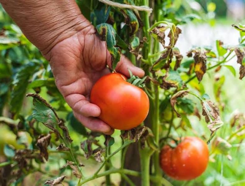 مظاهر التأثيرات السلبية للإجهاد الحراري على نبات الطماطم